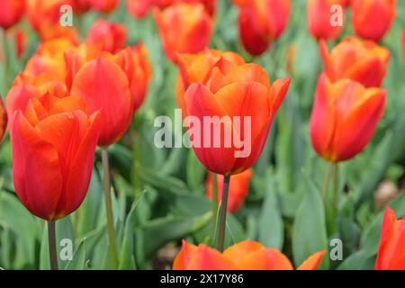 Orangefarbene und rote Triumphtulpe, Tulpe „Königsorange“ in Blüte. Stockfoto