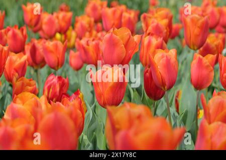 Orangefarbene und rote Triumphtulpe, Tulpe „Königsorange“ in Blüte. Stockfoto