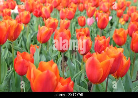 Orangefarbene und rote Triumphtulpe, Tulpe „Königsorange“ in Blüte. Stockfoto