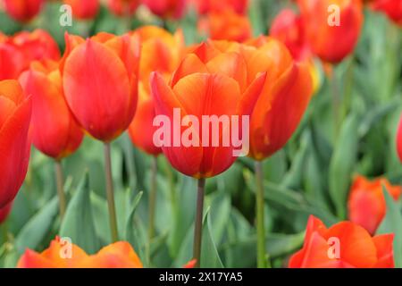 Orangefarbene und rote Triumphtulpe, Tulpe „Königsorange“ in Blüte. Stockfoto