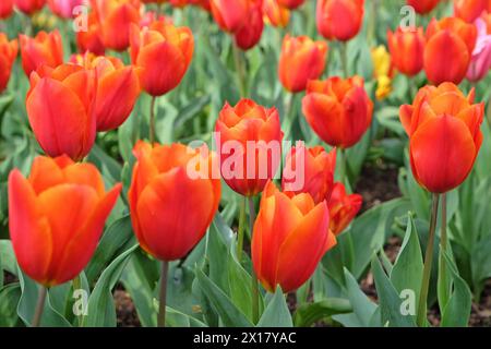 Orangefarbene und rote Triumphtulpe, Tulpe „Königsorange“ in Blüte. Stockfoto