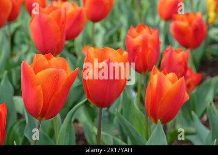 Orangefarbene und rote Triumphtulpe, Tulpe „Königsorange“ in Blüte. Stockfoto