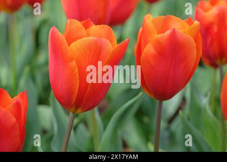 Orangefarbene und rote Triumphtulpe, Tulpe „Königsorange“ in Blüte. Stockfoto