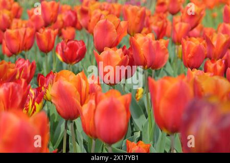 Orangefarbene und rote Triumphtulpe, Tulpe „Königsorange“ in Blüte. Stockfoto