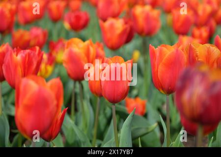 Orangefarbene und rote Triumphtulpe, Tulpe „Königsorange“ in Blüte. Stockfoto