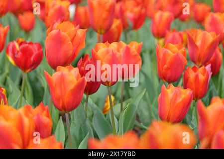 Orangefarbene und rote Triumphtulpe, Tulpe „Königsorange“ in Blüte. Stockfoto