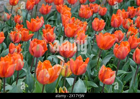 Orangefarbene Triumphtulpe, Tulipa „Prinzessin Irene“ in Blüte. Stockfoto