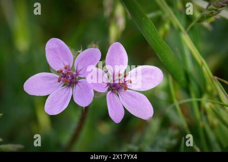 Natürliche Nahaufnahme der violetten Blume des Rotstammstorchschnauzes, Erodium cicutarium Stockfoto