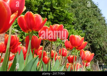 Rote und gelbe darwin-HybridTulpe, Tulipa „Ad Rem“ in Blüte. Stockfoto