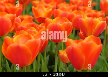 Orangefarbene und rote Triumphtulpe, Tulpe „Apeldoorn Elite“ in Blüte. Stockfoto