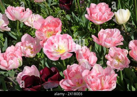 Pinkfarbene und cremefarbene, doppelte Tulpe, Tulipa „Angelique“ in Blüte. Stockfoto