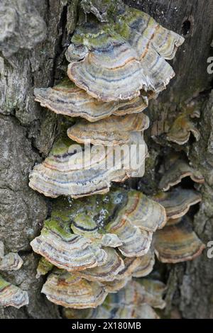 Detaillierte Nahaufnahme des polyporösen Turkeytail-Pilzes, Trametes versicolor auf totem Holz Stockfoto