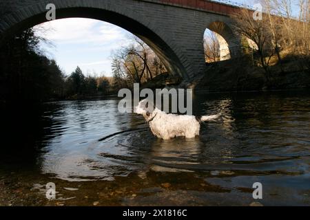 Ein braun-weißer Springer-Spaniel steht in einem Fluss und wartet darauf, während er spielt, einen Ball zu holen. Stockfoto