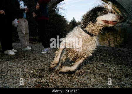 Ein braun-weißer englischer Springer Spaniel jagt einem Ball nach, während er am Ufer eines Flusses FETCH spielt. Stockfoto