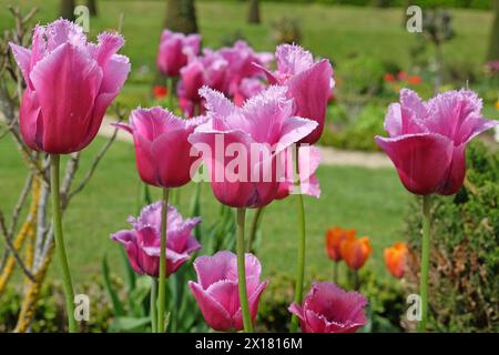Lila und rosa Fransen, Tulpen „Louvre“ in Blüte. Stockfoto