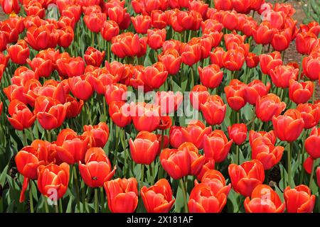 Rote und gelbe darwin-HybridTulpe, Tulipa „Ad Rem“ in Blüte. Stockfoto