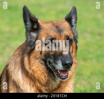 Porträt eines alten deutschen Hirtenhundes, weiblich, auf einem Rasen in Ystad, Skania, Schweden, Skandinavien Stockfoto