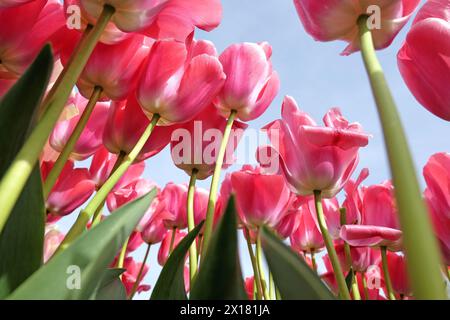 Lachsrosa Darwin HybridTulpe, Tulipa „Pink Impression“ in Blüte, mit blauem Himmel Hintergrund. Stockfoto