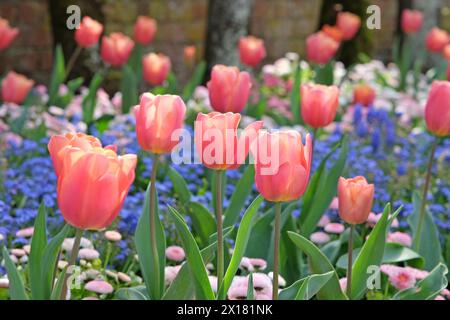 Aprikosenrosa Fosteriana Hybrid-Tulpe, Tulipa „Poco Loco“ in Blüte, naturalisiert in einem Bett aus Vergissme-Nöten. Stockfoto