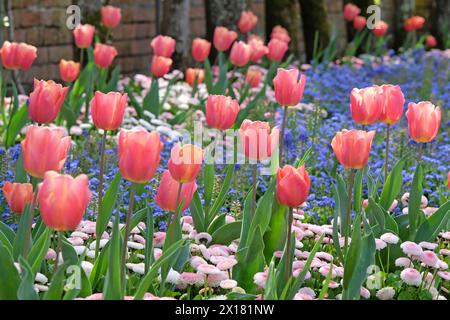 Aprikosenrosa Fosteriana Hybrid-Tulpe, Tulipa „Poco Loco“ in Blüte, naturalisiert in einem Bett aus Vergissme-Nöten. Stockfoto