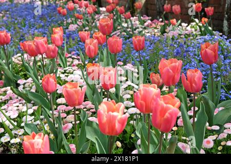 Aprikosenrosa Fosteriana Hybrid-Tulpe, Tulipa „Poco Loco“ in Blüte, naturalisiert in einem Bett aus Vergissme-Nöten. Stockfoto