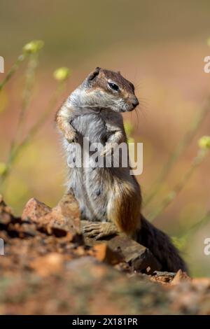 Eichhörnchen (Atlantoxerus getulus) oder Eichhörnchen mit Nordafrikanischer Borste, Fuerteventura, Kanarische Inseln, Spanien Stockfoto