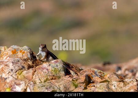 Eichhörnchen (Atlantoxerus getulus) oder Eichhörnchen mit Nordafrikanischer Borste, Fuerteventura, Kanarische Inseln, Spanien Stockfoto