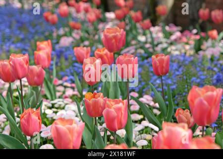 Aprikosenrosa Fosteriana Hybrid-Tulpe, Tulipa „Poco Loco“ in Blüte, naturalisiert in einem Bett aus Vergissme-Nöten. Stockfoto