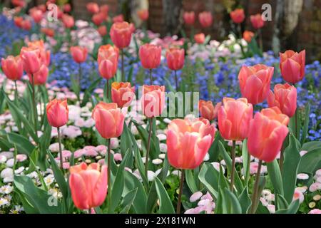 Aprikosenrosa Fosteriana Hybrid-Tulpe, Tulipa „Poco Loco“ in Blüte, naturalisiert in einem Bett aus Vergissme-Nöten. Stockfoto