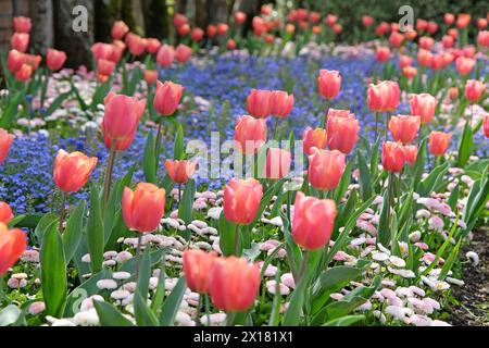 Aprikosenrosa Fosteriana Hybrid-Tulpe, Tulipa „Poco Loco“ in Blüte, naturalisiert in einem Bett aus Vergissme-Nöten. Stockfoto