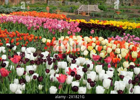 Reihen von bunten Tulpen in Blume. Stockfoto
