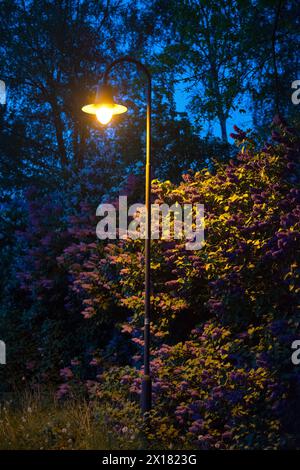 Straßenlaterne, Straßenbeleuchtung bei Nacht mit gelbem Schein, atmosphärisch beleuchtete Hecke, violett, lila, weiß blühend gemein Flieder oder gemein Stockfoto