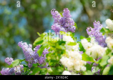 Violette und weiße Flieder-Blüten vor einem Hintergrund von Bäumen, violett und weiß blühende Flieder oder Flieder (Syringa vulgaris) mit Grün Stockfoto