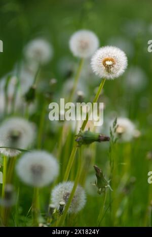 Ein Löwenzahn im Licht mit einem verschwommenen grünen Hintergrund, gewöhnlicher Löwenzahn (Taraxacum ruderalia) auf einer Wiese, Samenkopf mit Samen auf einem Sonnenschirm Stockfoto