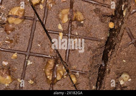 Schokolade Brownies Glasur Walnuss Topping Dessert köstlicher ungesunder Snack direkt über Makro. Hausgemachte Backwaren, Bäckerei Hausmannskonzept. Stockfoto