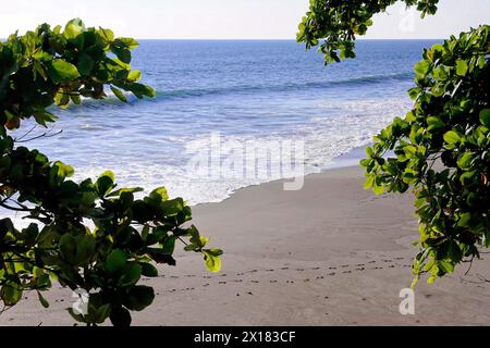 Strand in der Nähe von Poneloya, Las Penitas, Leon, Nicaragua, Mittelamerika, Blick durch grüne Blätter auf einen sonnigen Strand, Mittelamerika Stockfoto