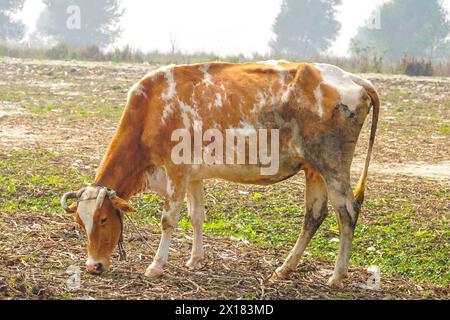 Kuh geht und isst Gras auf dem Feld Stockfoto