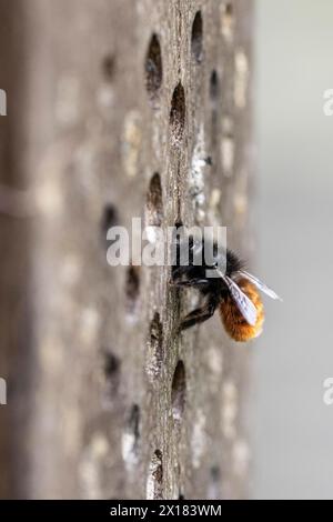 Hornface Bee (Osmia cornuta), Emsland, Niedersachsen, Deutschland Stockfoto