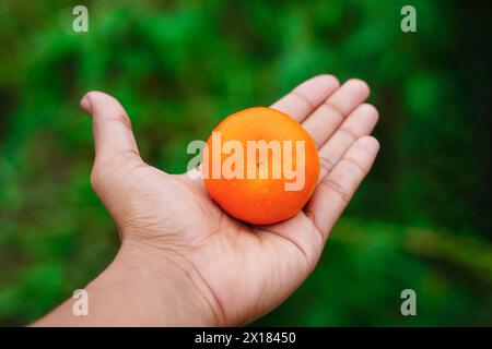 Frische Mandarine oder Mandarine, männliche Hand mit reifer Mandarine Stockfoto