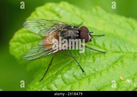 Detaillierte Nahaufnahme einer europäischen Orange-bauchigen Bristleshin-Fliege, Phaonia subventa, auf einem grünen Blatt genäht Stockfoto