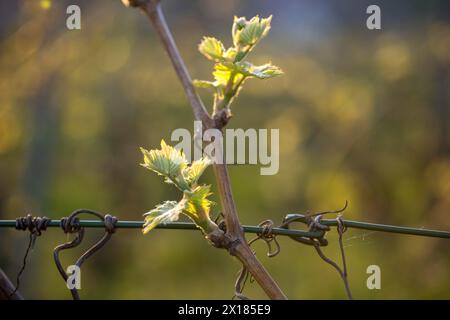 Junge Blätter einer Weinrebe im Frühjahr, Weinbau, Knospen, Triebe, Reben, Baden-Württemberg, Deutschland Stockfoto