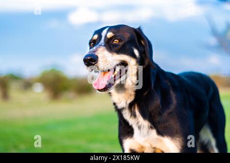 Porträt eines jungen schwarz-weißen Hundes auf dem Land. Nahaufnahme eines Hundes, dessen Zunge nicht mehr vom Spielen müde ist Stockfoto