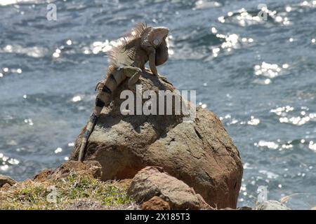 Grüner Iguana, der sich auf Felsen mit Ozean im Hintergrund sonnt Stockfoto