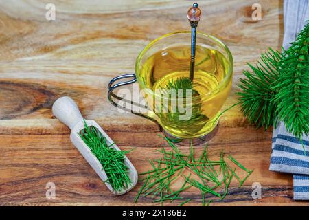 Infusion von Schachtelhalm Equisetum arvense, medizinische Pflanze für die Gesundheitspflege mit frischen Zweigen gerade vom Feld geerntet Stockfoto