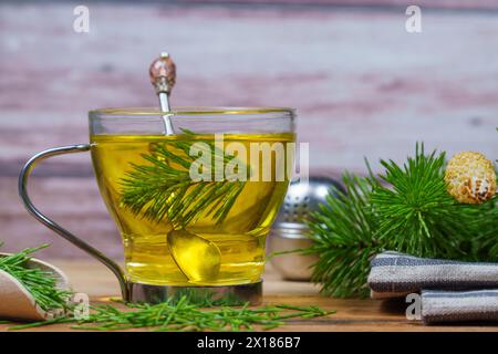 Infusion von Schachtelhalm Equisetum arvense, medizinische Pflanze für die Gesundheitspflege mit frischen Zweigen gerade vom Feld geerntet Stockfoto