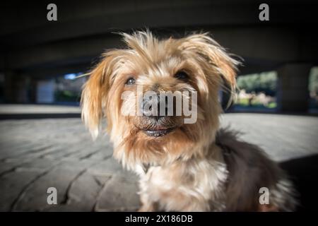 Weitwinkel eines Hundes Mauls. Hündchen mit neugierigem Ausdruck. Nahaufnahme von Hundelnase und Schnauze, Yorkshire Terrier brauner Hund. Hey, was los ist Stockfoto