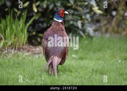 Nahaufnahme eines männlichen gewöhnlichen Fasans (Phasianus colchicus) mit Rücken zur Kamera und Kopf nach rechts gedreht, Walking Away on Grass, aufgenommen im April, Großbritannien Stockfoto