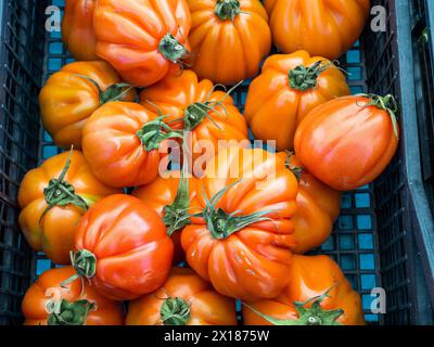 Tomaten, frisch geerntetes Gemüse, Bauernmarkt in Maddalena, Isola La Maddalena, Sardinien, Italien Stockfoto