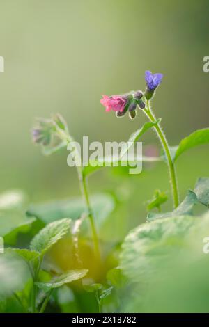 Nahaufnahme eines gefleckten Lungenkrauts (Pulmonaria officinalis), Porträt, Naturfoto, Flora, diffuses Licht, Neustadt am Ruebenberge, Niedersachsen Stockfoto