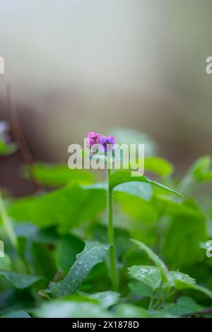 Nahaufnahme eines gefleckten Lungenkrauts (Pulmonaria officinalis), Porträt, Naturfoto, Flora, diffuses Licht, Neustadt am Ruebenberge, Niedersachsen Stockfoto